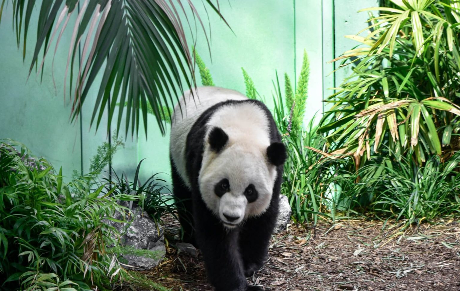 Панда живет в зоопарке. Панда в Пекинском зоопарке. Пекинский зоопарк Китай. Зоопарк панд в Китае. Панда в китайском зоопарке.