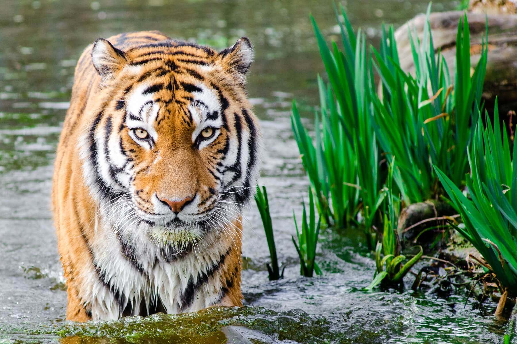 Beautiful Tiger Looks